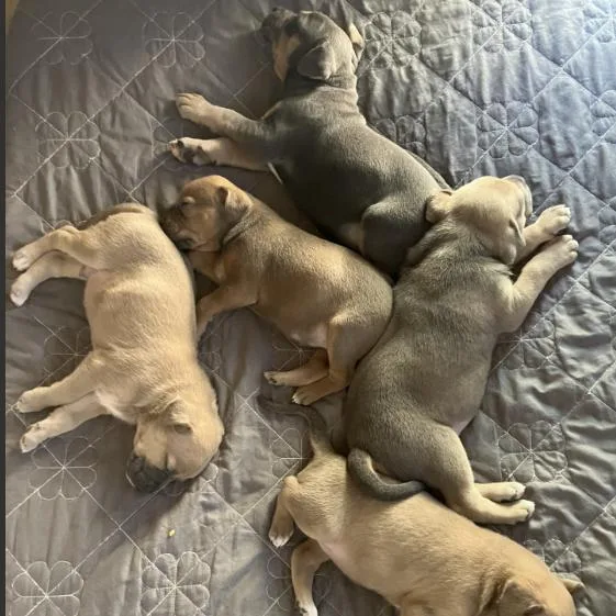 A baby small-sized female Labrador Retriever dog named The M&m Family  for adoption in Fairfax, VA