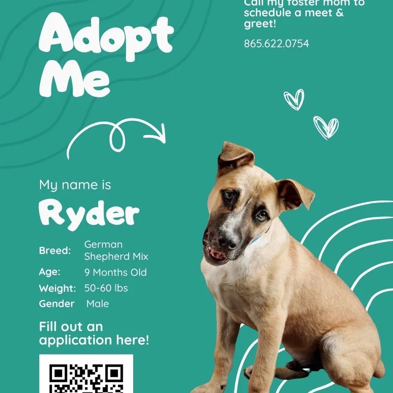 A young large-sized male Golden American Staffordshire Terrier dog named Ryder for adoption in Maryville, TN