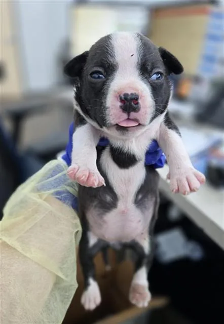 A baby large-sized female Mixed Breed dog named Palmer for adoption in Dallas, TX