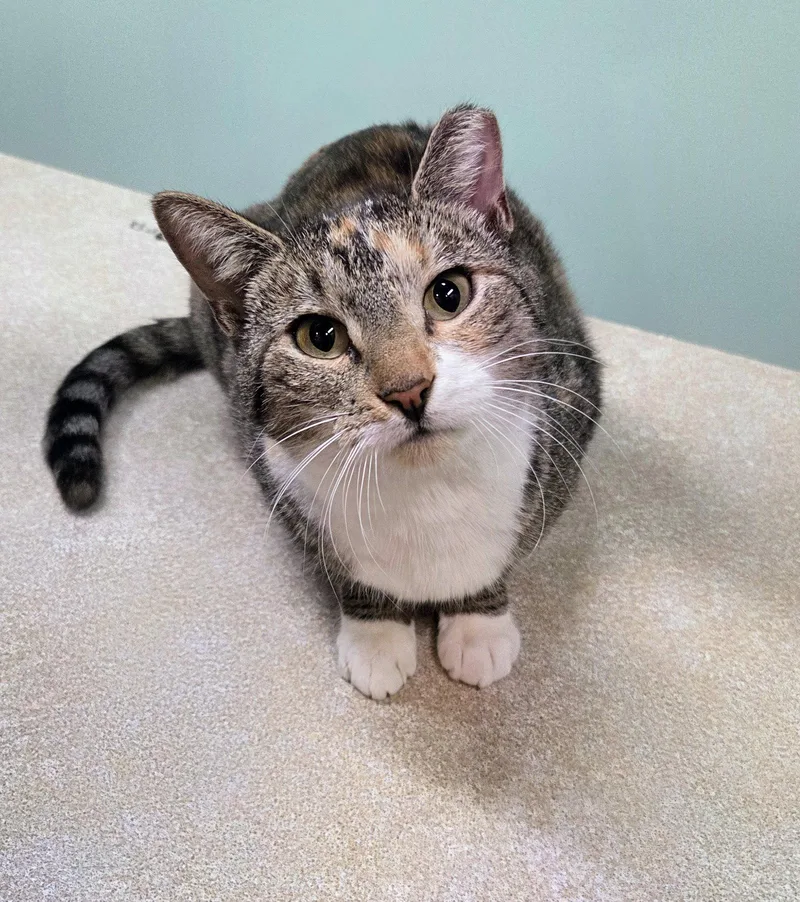 A young medium-sized female Calico cat named Bella for adoption in Allentown, PA