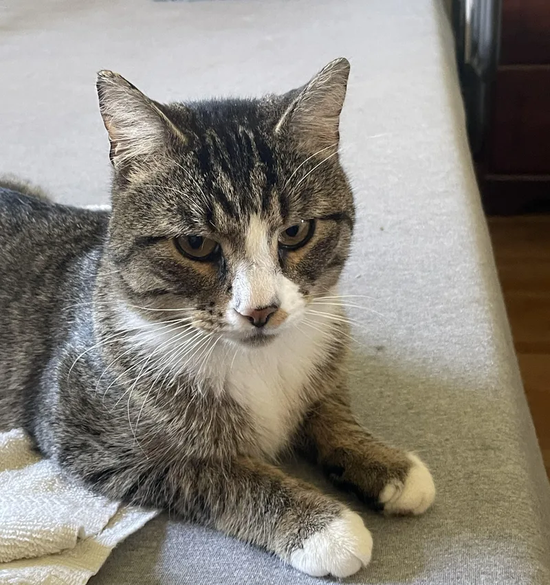 An adult medium-sized male Gray & White Domestic Short Hair cat named Rocky for adoption in Rochester, NY