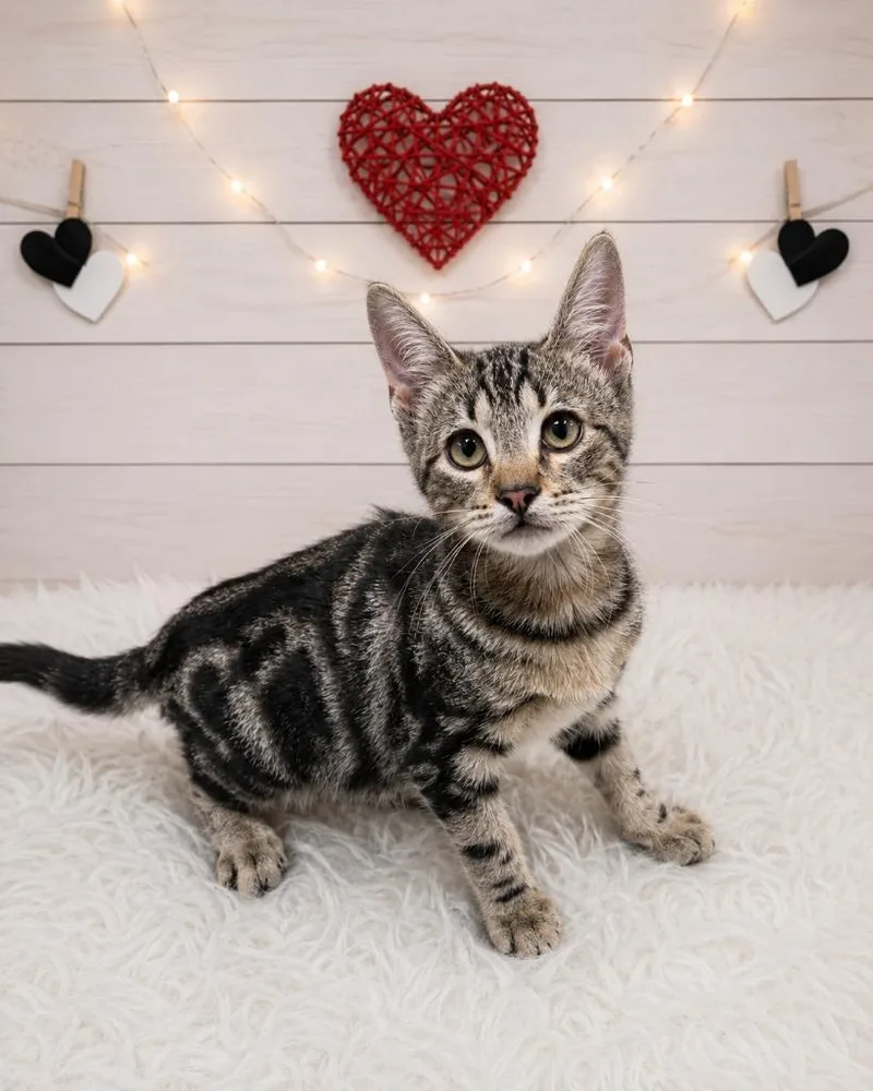 A baby small-sized male Domestic Short Hair cat named Eclair for adoption in Corpus Christi, TX