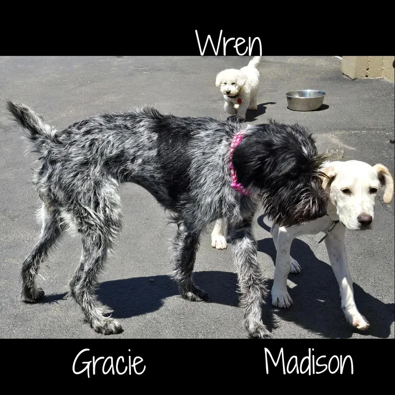 An adult medium-sized female Black German Wirehaired Pointer dog named Gracie for adoption in Fredericksburg, VA