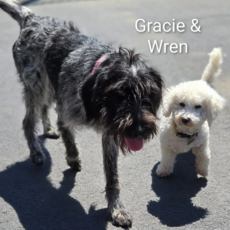 Gracie thumbnail 5