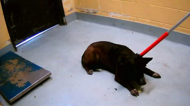 An adult medium-sized female Australian Cattle Dog / Blue Heeler dog named Maxine for adoption in Tulsa, OK