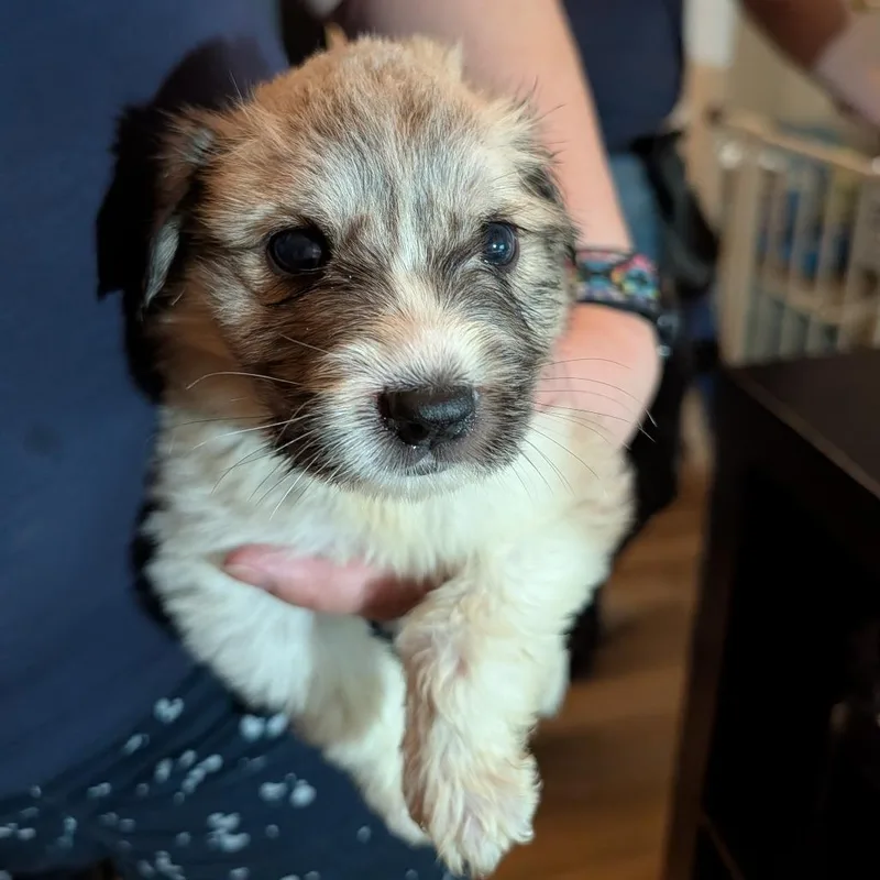 A baby small-sized male Brown / Chocolate Great Pyrenees dog named Hobie for adoption in Lynchburg, VA