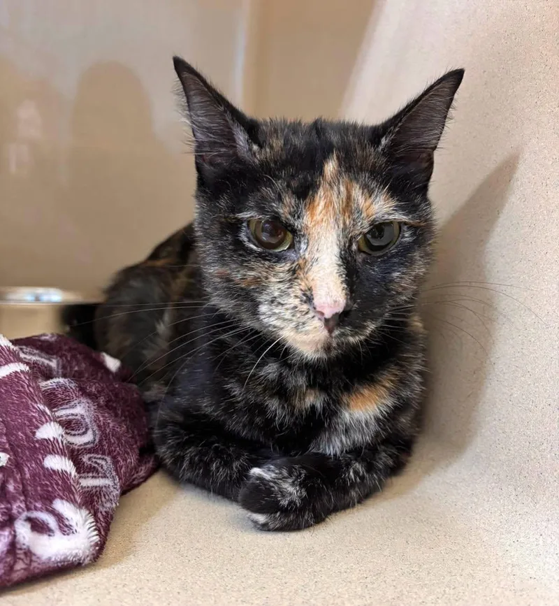 A young medium-sized female Domestic Short Hair cat named Taffy for adoption in Stillwater, OK