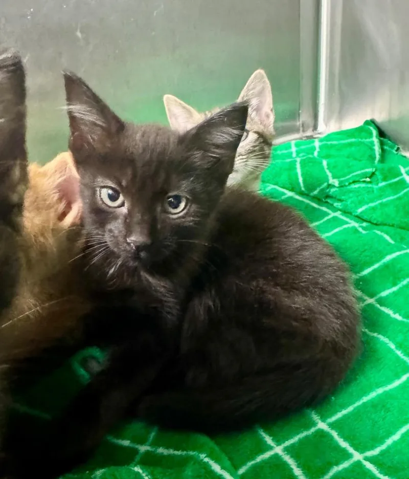 A baby medium-sized female Domestic Short Hair cat named Batgirl for adoption in Danielsville, GA