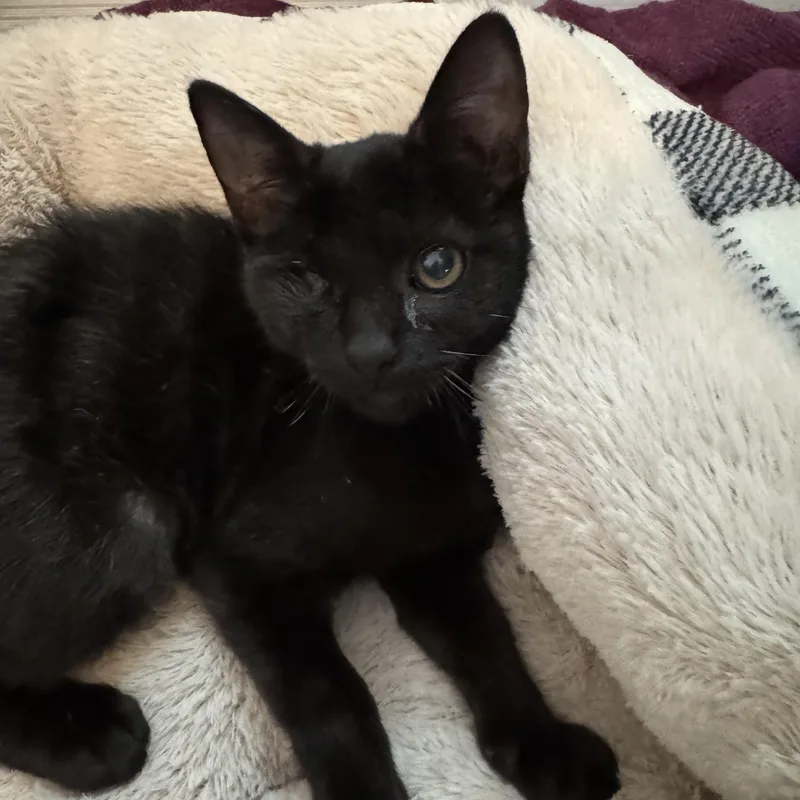 A baby medium-sized female Black Domestic Short Hair cat named Attica for adoption in Easley, SC