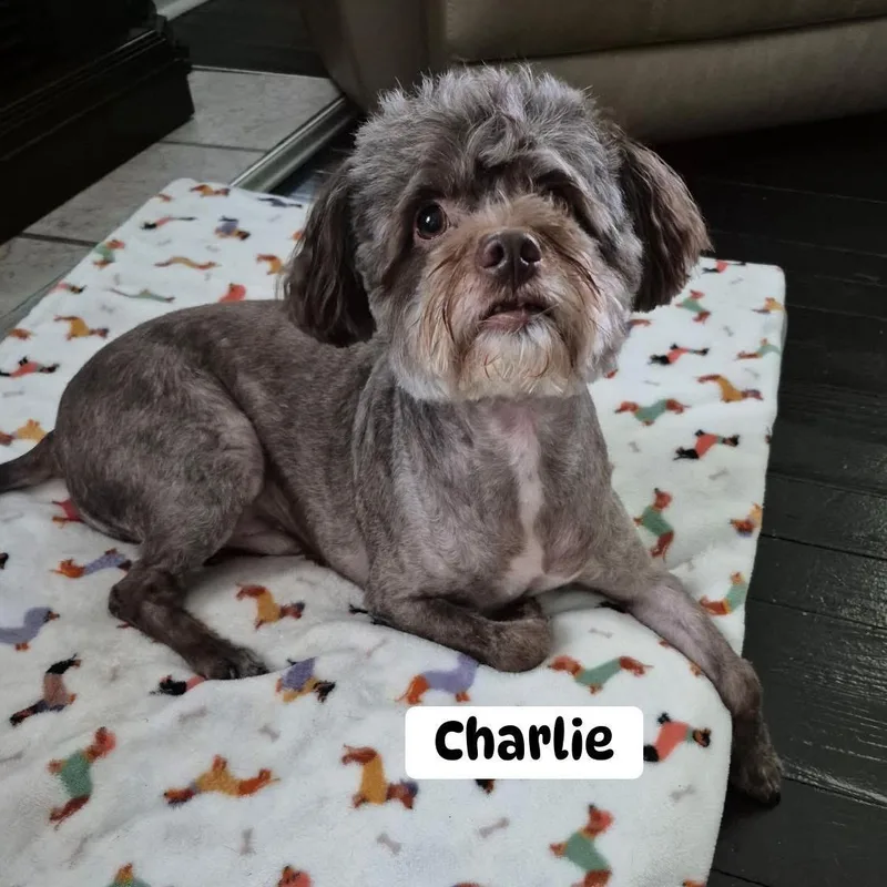 An adult small-sized male Gray / Blue / Silver Maltipoo dog named Charlie for adoption in Brewton, AL