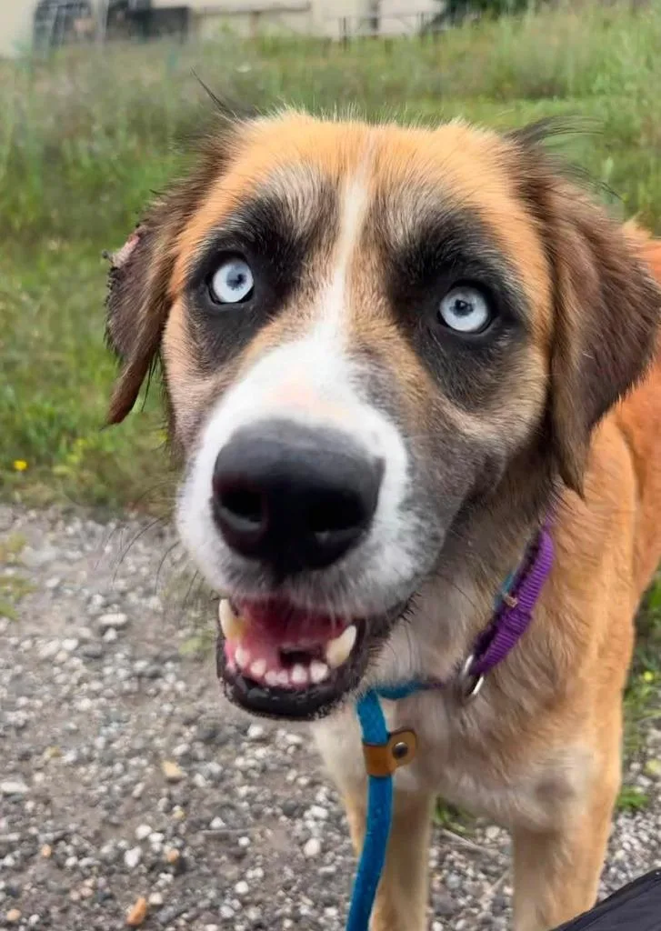 An adult large-sized female Saint Bernard dog named Frenchie for adoption in Warren, MI