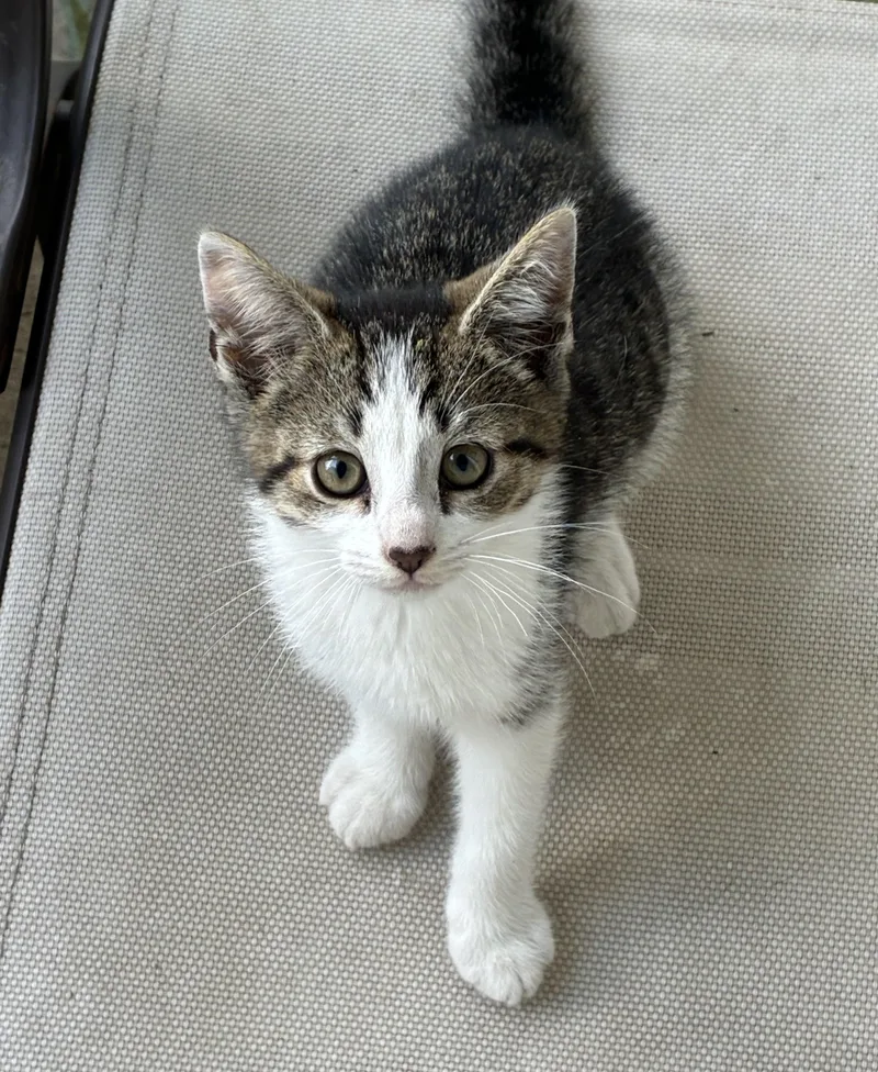 A baby medium-sized female Gray & White Domestic Short Hair cat named Grayson for adoption in Avon, NY