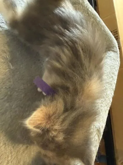 A baby small-sized female Domestic Short Hair cat named Trixie for adoption in Lawrenceville, GA