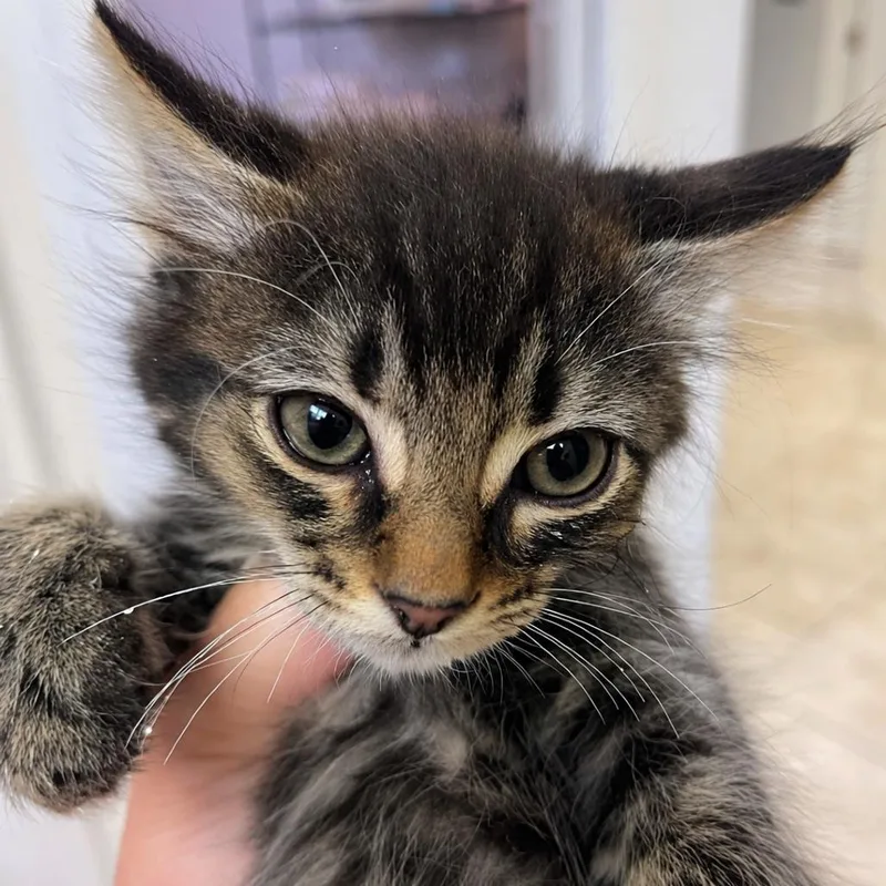 A baby small-sized male Brown / Chocolate Domestic Short Hair cat named Onion for adoption in Incline Village, NV