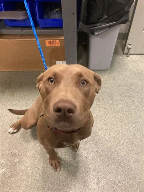 A young medium-sized male Mixed Breed dog named Buddy for adoption in Dallas, TX