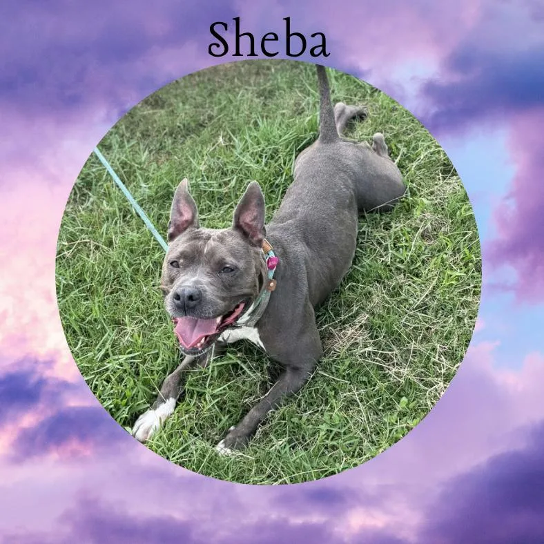Sheba thumbnail 6