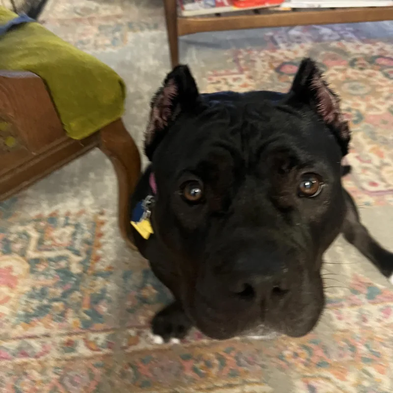 An adult medium-sized female American Bully dog named Beatrix for adoption in Columbia, SC
