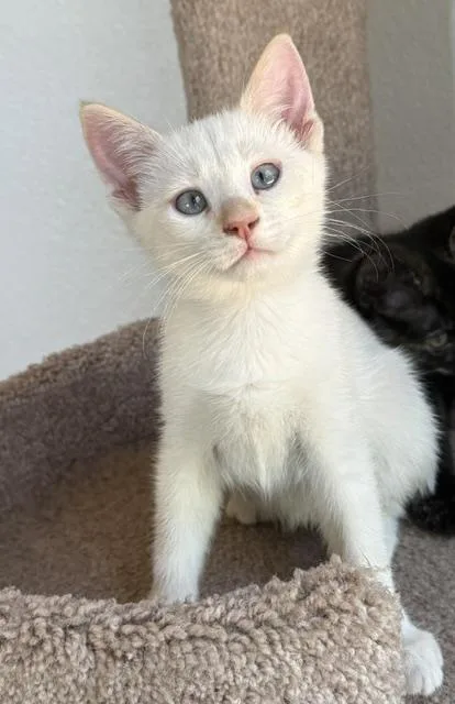A baby medium-sized female Buff & White Domestic Short Hair cat named Polar for adoption in Gardnerville, NV