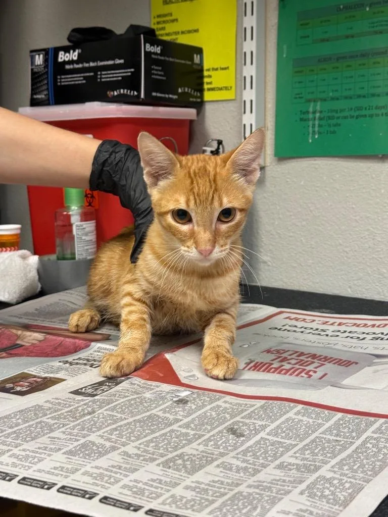 A baby medium-sized male Domestic Short Hair cat named Famous Amos for adoption in Sorrento, LA