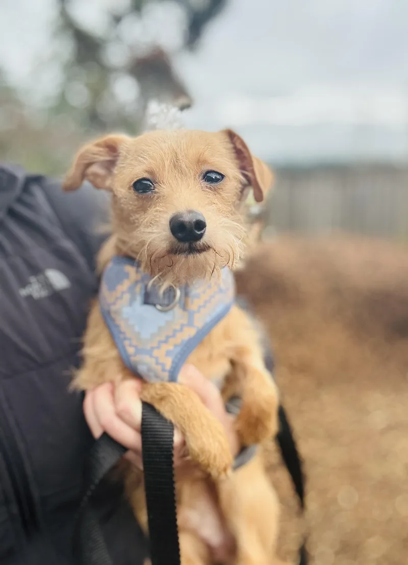 An adult small-sized male Yellow / Tan / Blond / Fawn Terrier dog named Axel for adoption in lynnwood , WA