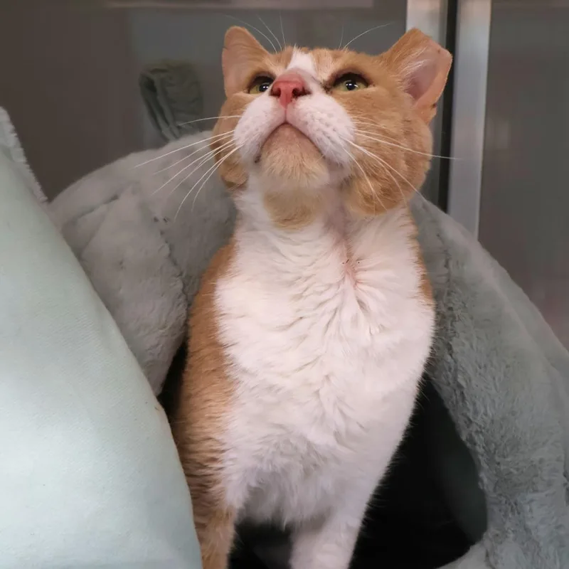 A senior large-sized male Domestic Short Hair cat named Sven for adoption in Saint Charles, MO