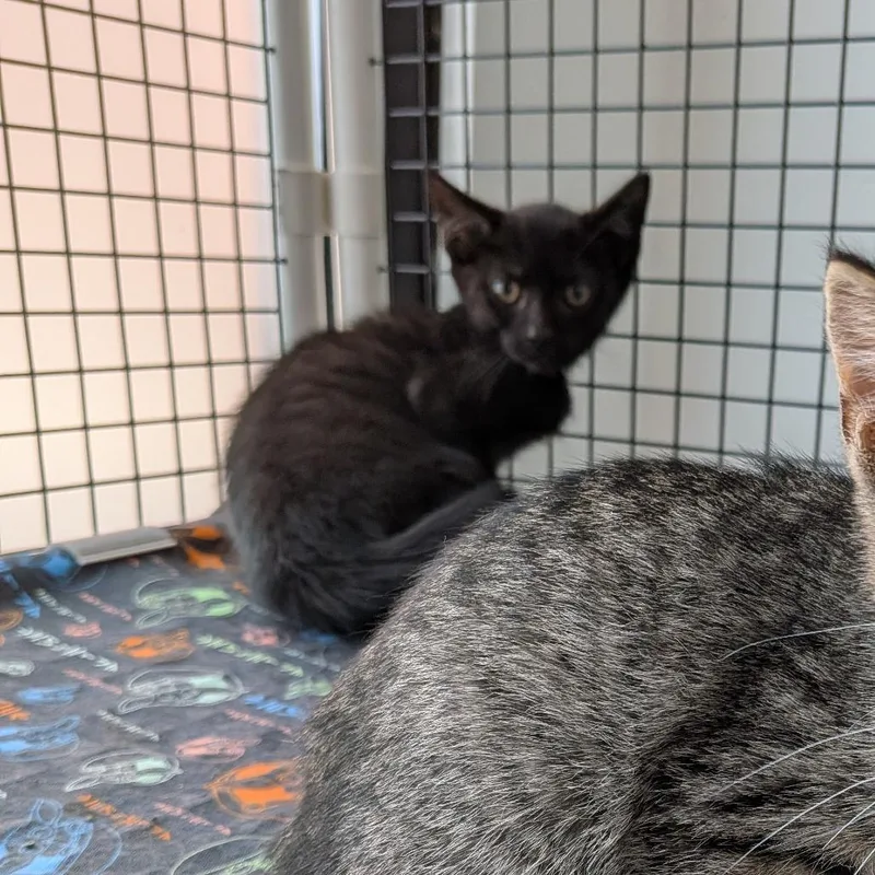 A baby small-sized female Black Domestic Short Hair cat named Nova for adoption in Fairfax Station, VA