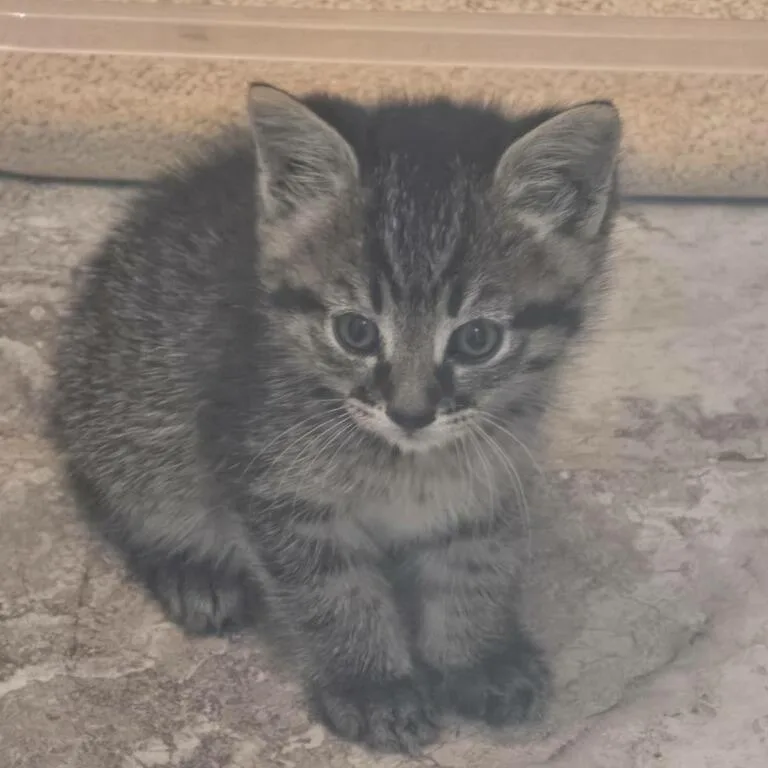 A baby small-sized female Brown / Chocolate Domestic Short Hair cat named Hoku for adoption in Upland, CA