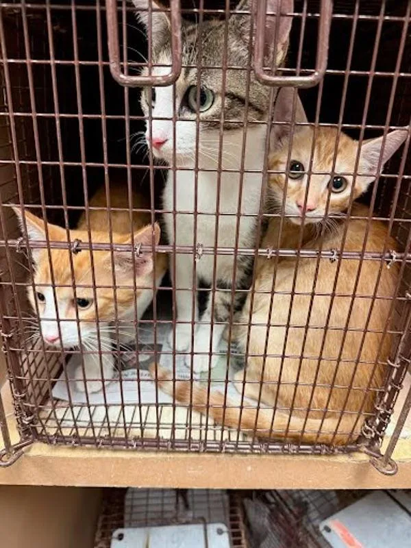 A baby small-sized male Domestic Short Hair cat named Peanut for adoption in Austin, TX