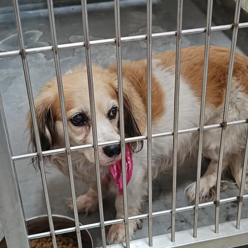 A baby small-sized female White / Cream Cocker Spaniel dog named IEPAStray for adoption in Upland, CA