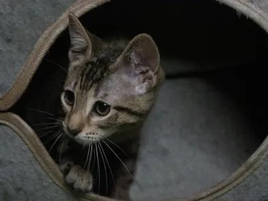 A baby medium-sized female Tabby (Brown / Chocolate) Domestic Short Hair cat named Willow for adoption in Liverpool, TX
