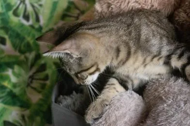 Willow thumbnail 2