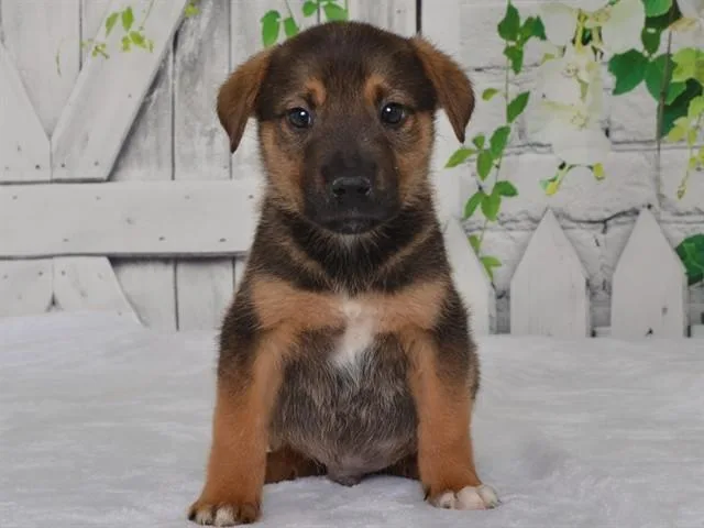 A baby small-sized male Catahoula Leopard Dog dog named Jake for adoption in Oroville, CA
