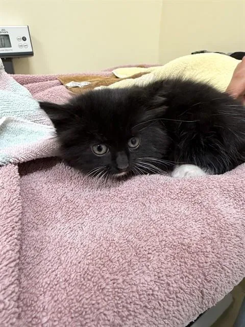 An adult small-sized male Domestic Short Hair cat named Doritos Locos Taco for adoption in Fremont, CA