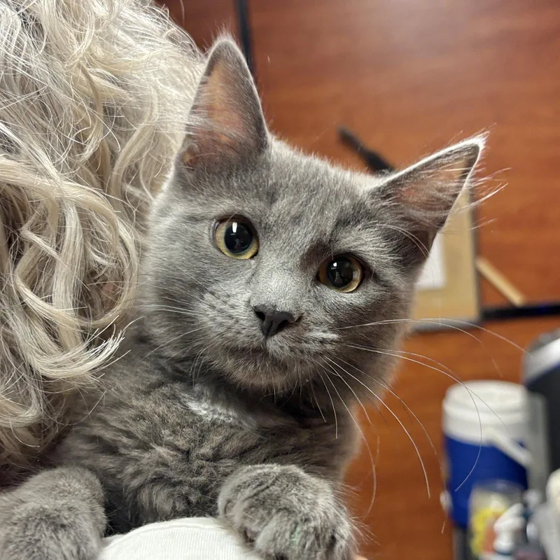 A baby medium-sized female Gray / Blue / Silver Domestic Medium Hair cat named Flint for adoption in Sonora, CA