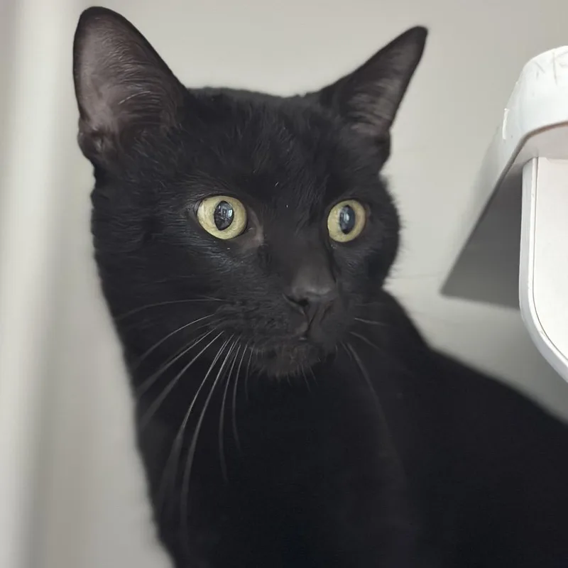 James Bond thumbnail 2