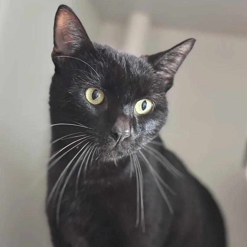 James Bond thumbnail 3