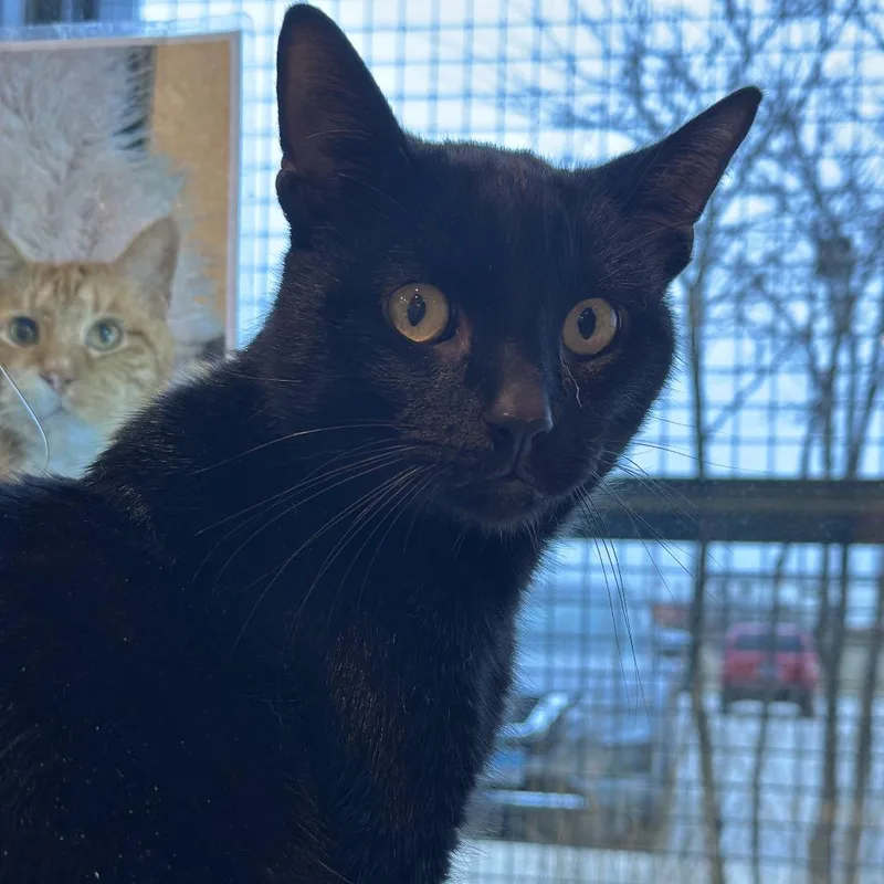 James Bond thumbnail 4