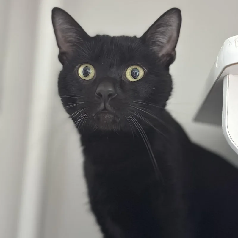 James Bond thumbnail 5