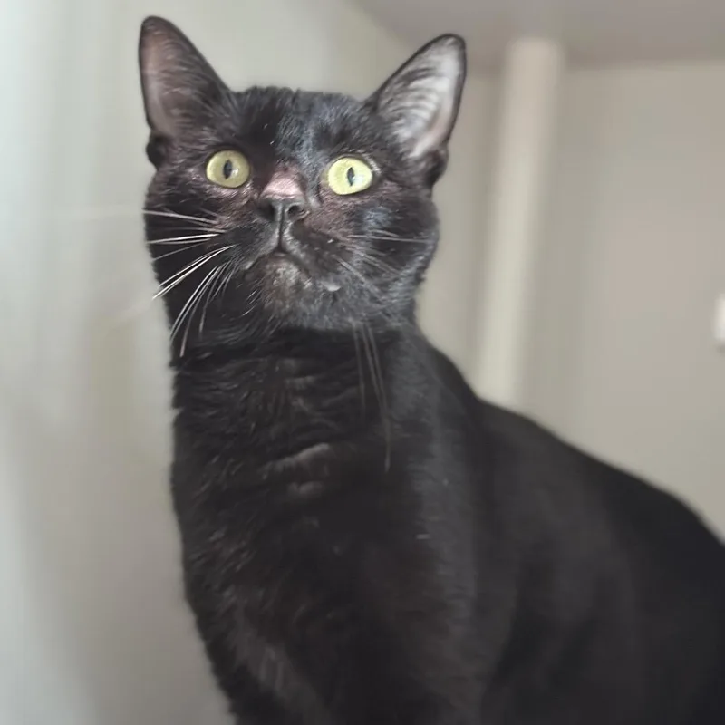 James Bond thumbnail 6