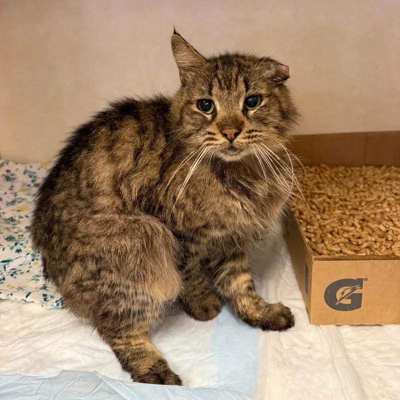 An adult small-sized male Brown / Chocolate Domestic Medium Hair cat named WAGSStray_ for adoption in Westminster, CA
