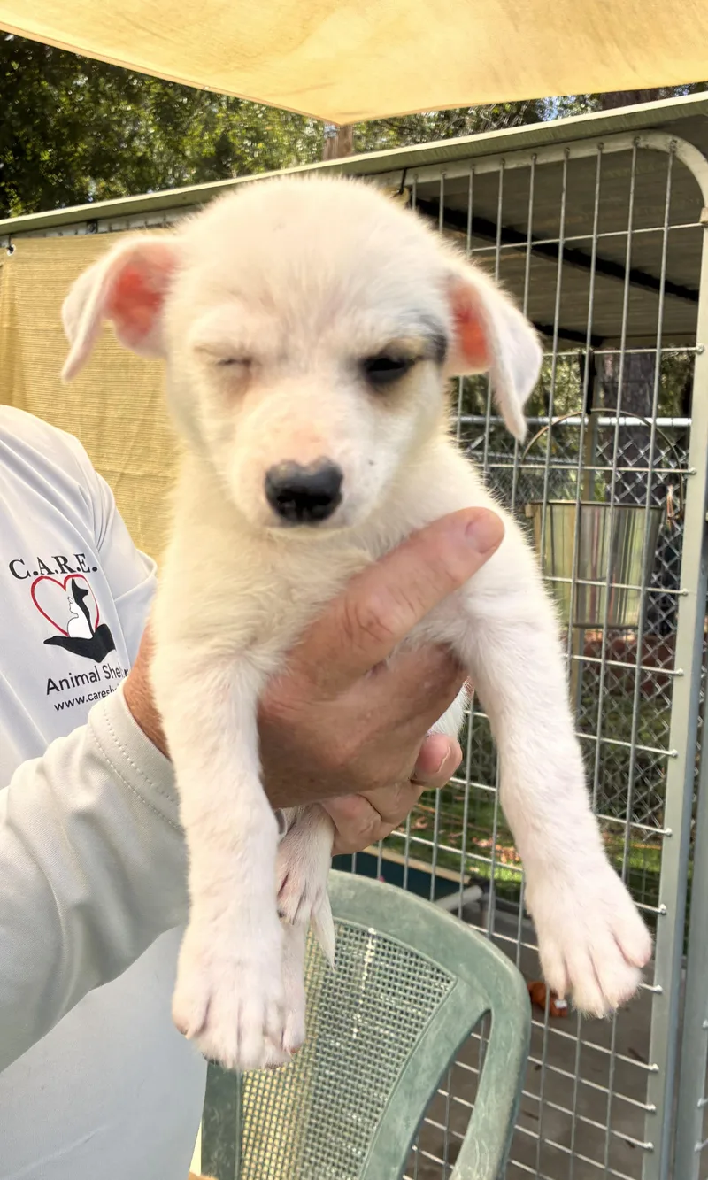 A baby small-sized female White / Cream Mixed Breed dog named Dot for adoption in Ruskin, FL