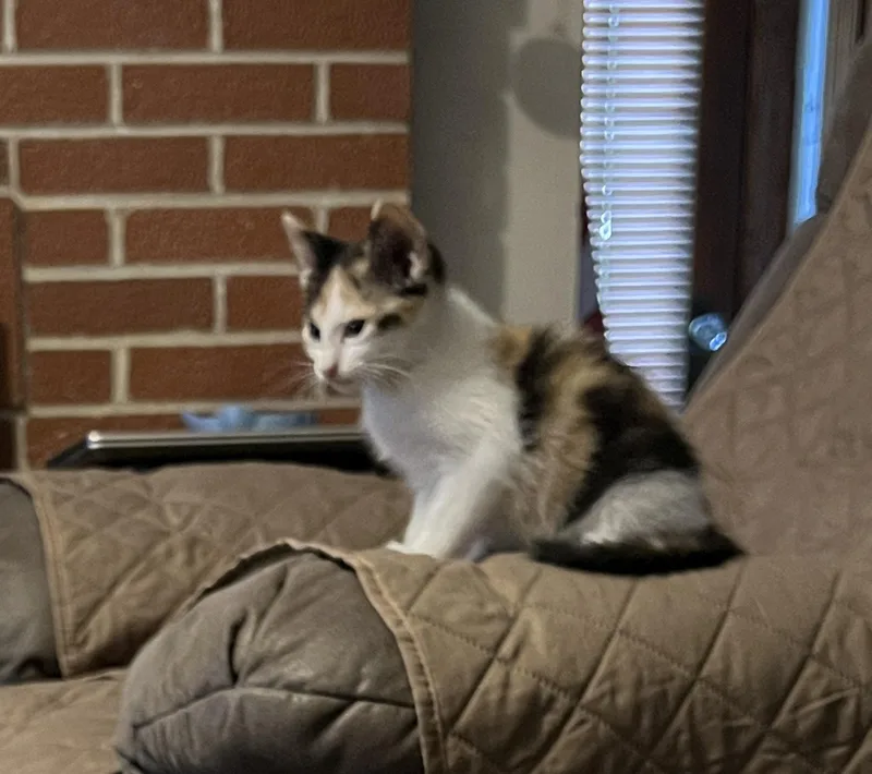 A baby small-sized female Domestic Short Hair cat named Meadow for adoption in Mexico, MO