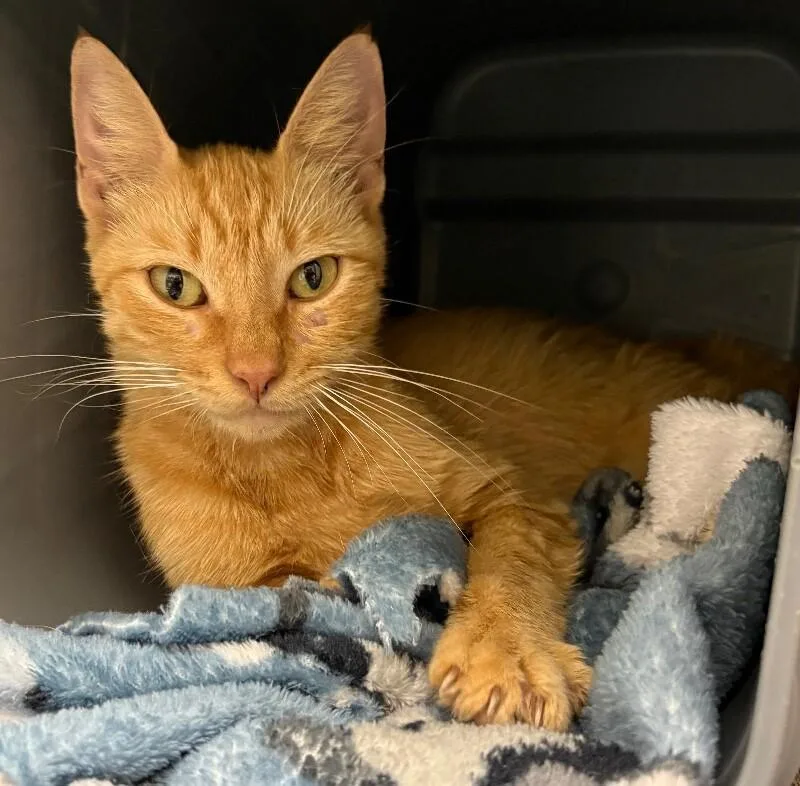 An adult medium-sized female Cream / Ivory American Shorthair cat named Cali for adoption in Katy, TX