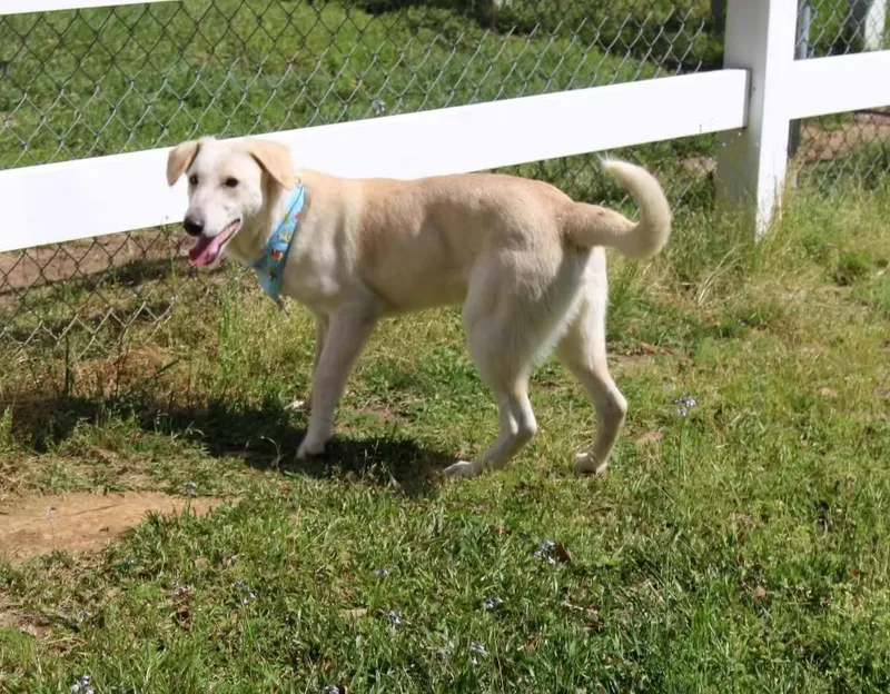 Falkor  In Maine thumbnail 2