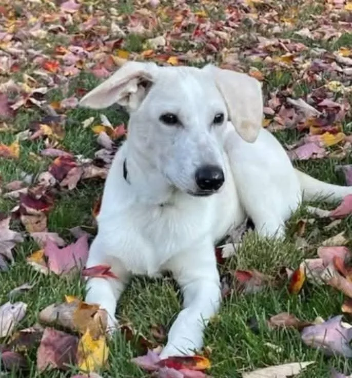 Falkor  In Maine thumbnail 4