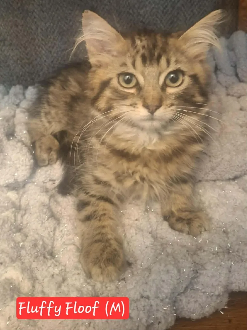 Fluffy Floof