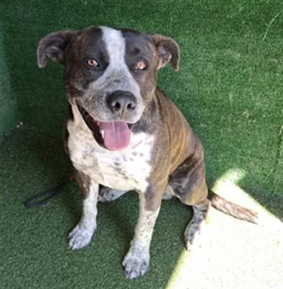 An adult large-sized male Pit Bull Terrier dog named Harold for adoption in Lancaster, CA