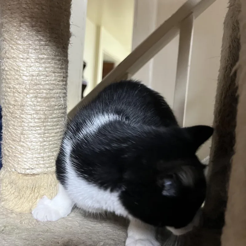 A baby small-sized female Black Domestic Short Hair cat named Roxy for adoption in Ringtown, PA