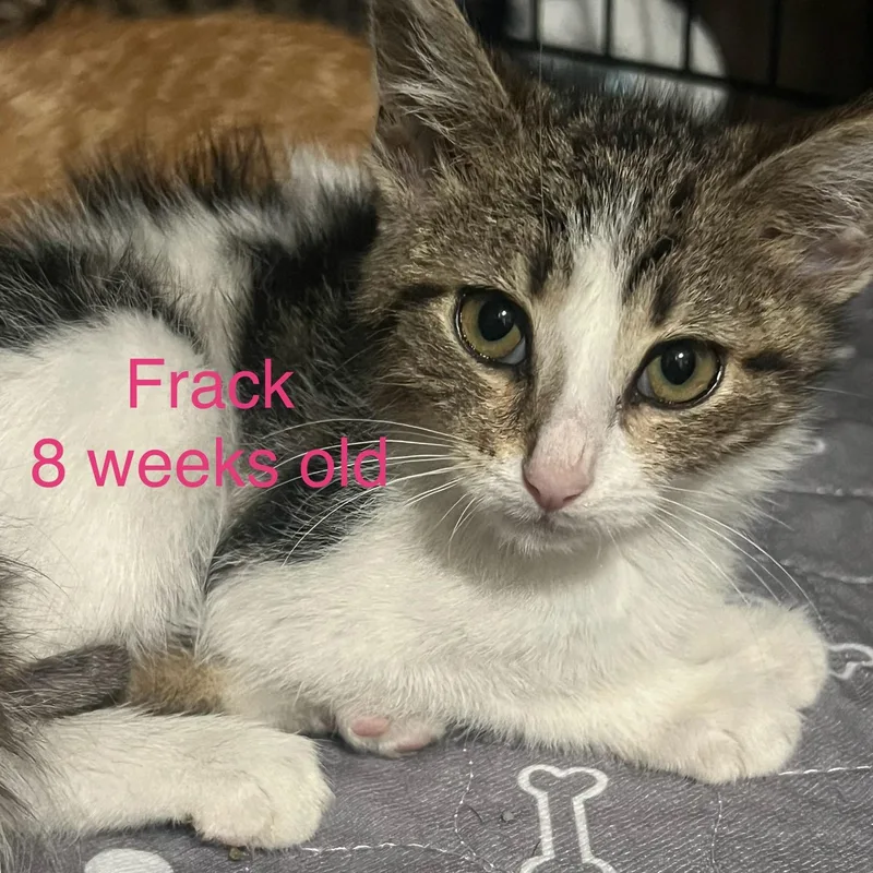 A baby small-sized female White Domestic Short Hair cat named Frack for adoption in Davisburg, MI