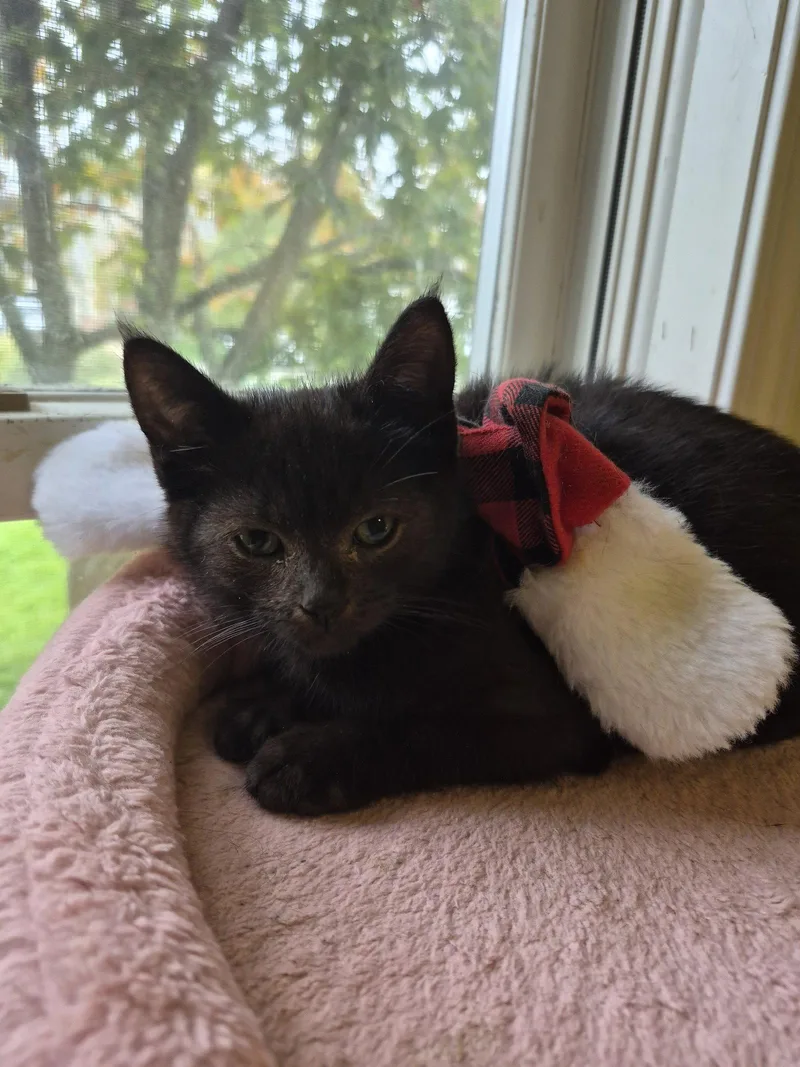 A baby small-sized female Black Domestic Short Hair cat named C Litter Sofia for adoption in Livonia, MI